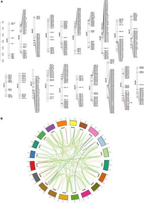 Soybean F-Box-Like Protein GmFBL144 Interacts With Small Heat Shock Protein and Negatively Regulates Plant Drought Stress Tolerance